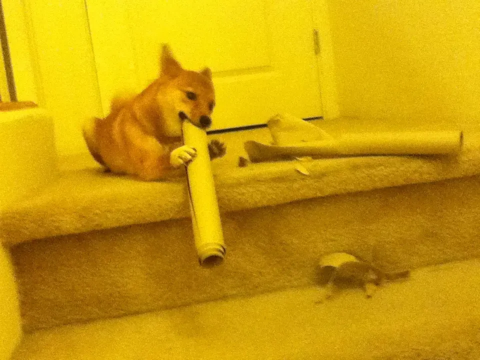 Toilet Paper Rolls and Cardboard Tubes (Image Credits: Flickr)