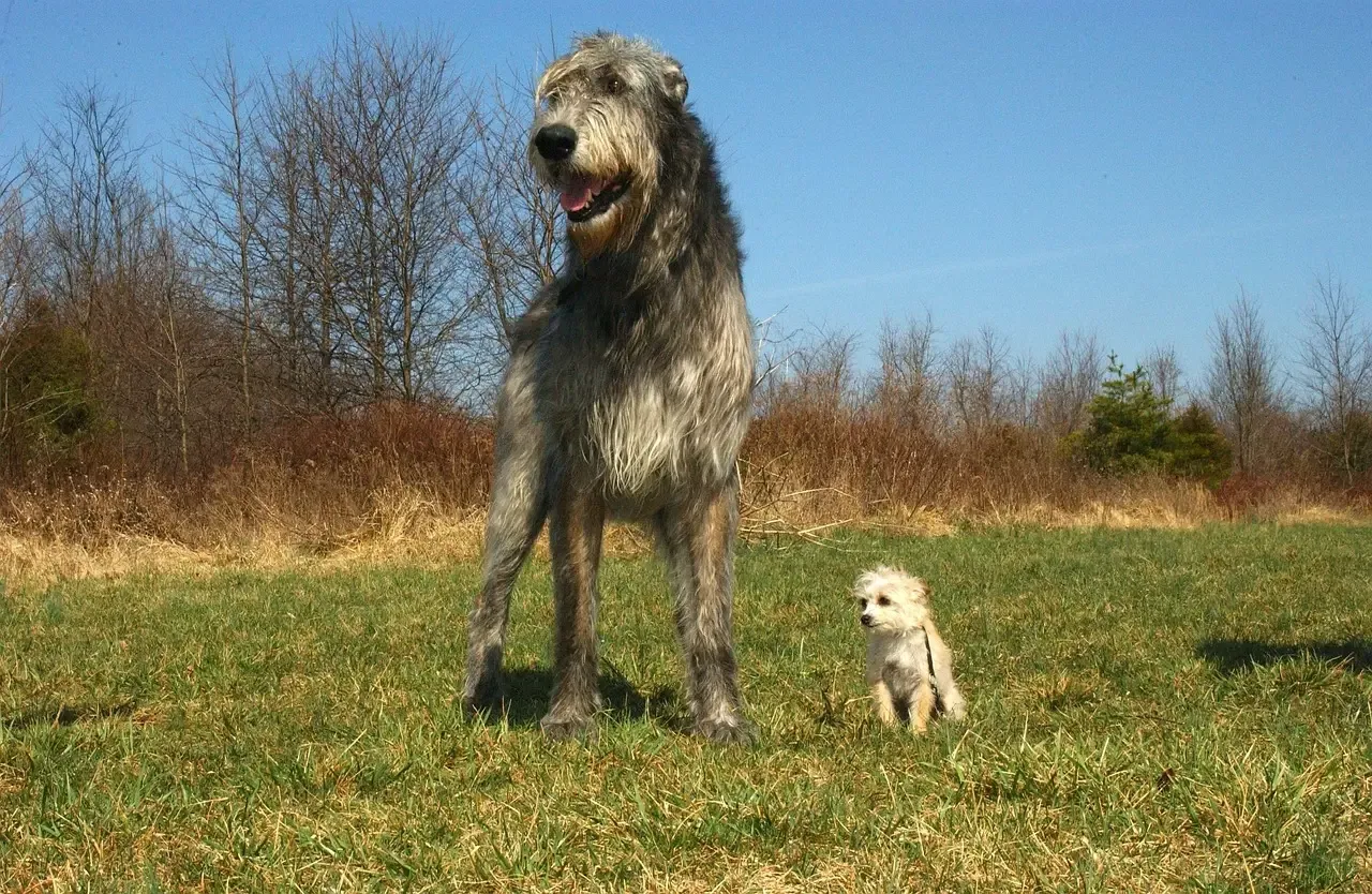 8. Irish Wolfhound: The Quiet Gentle Soul in a Very Large Body (Image Credits: Pixabay)