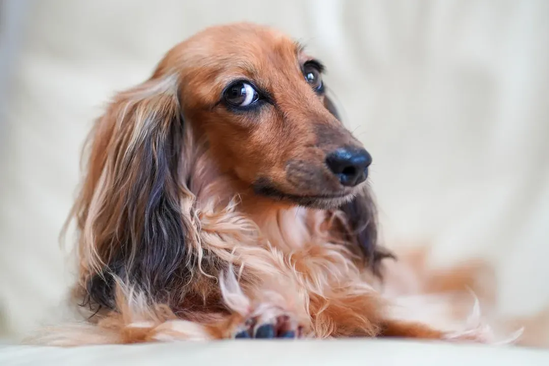 9. Dachshund (Image Credits: Unsplash)