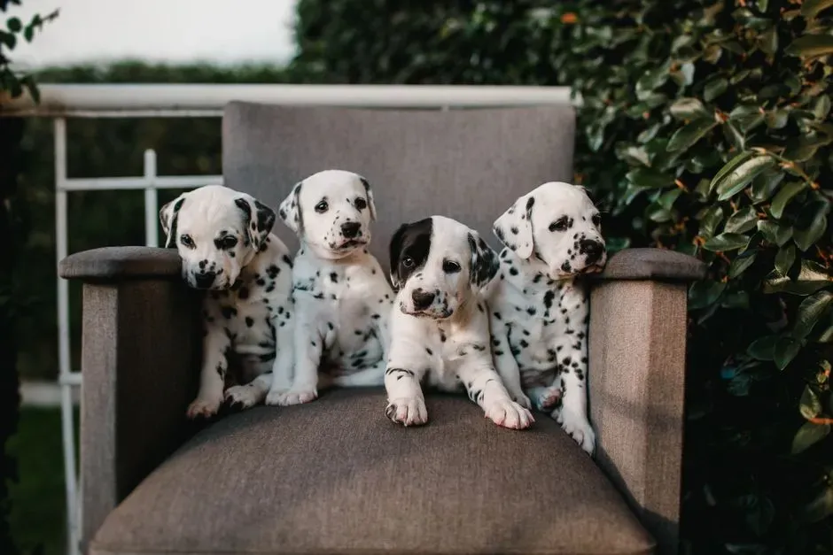 #10 – Dalmatian (Image Credits: Pexels)