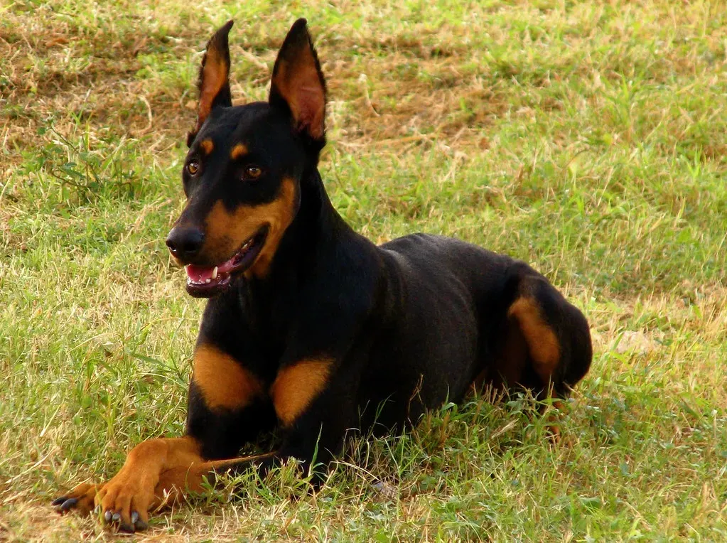 Some Behaviors Require Expert Level Skills (Image Credits: Flickr)