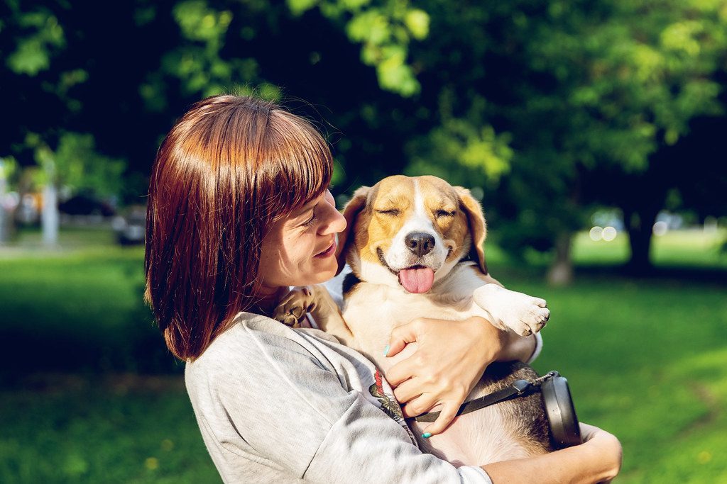Beagles: Compact Companions with Big Hearts (Image Credits: Flickr)