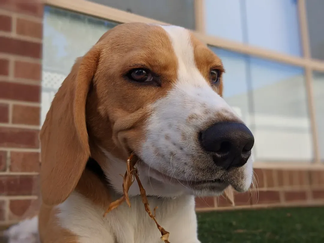 Beagle (Image Credits: Unsplash)