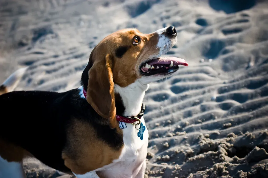 8. Beagle: Friendly Explorers with Gentle Hearts (Image Credits: Flickr)