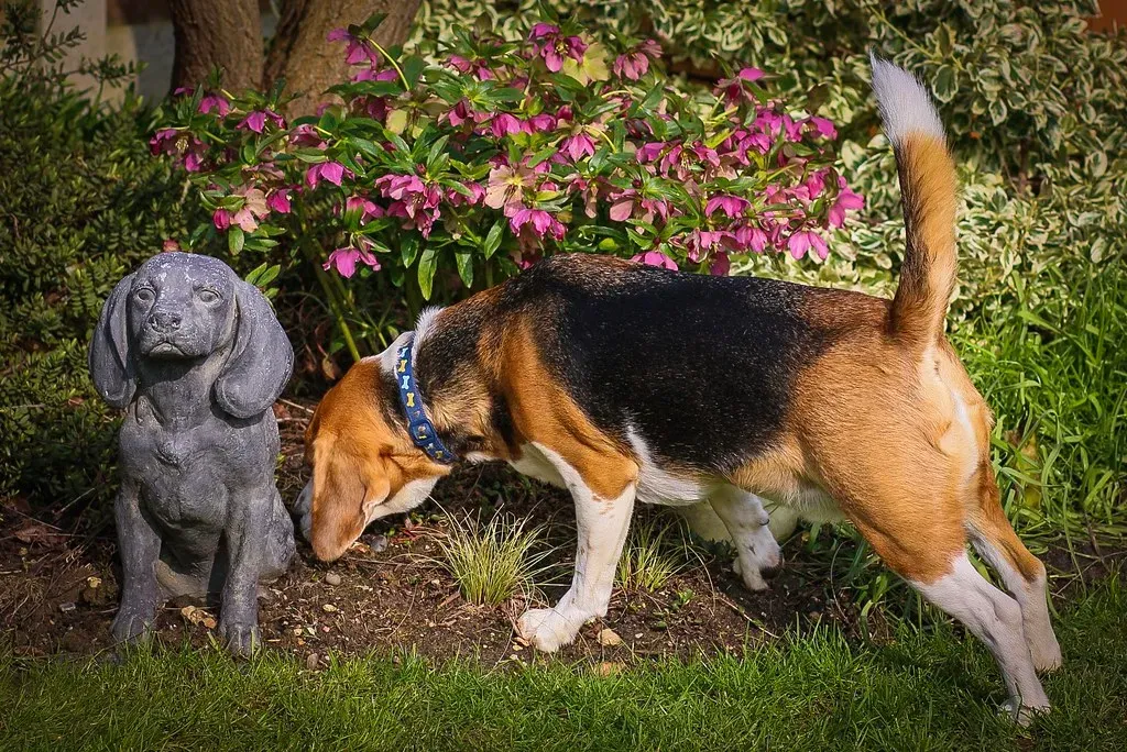 7. Beagle: The Curious Explorer (Frank Shepherd, Flickr, CC BY-SA 2.0)