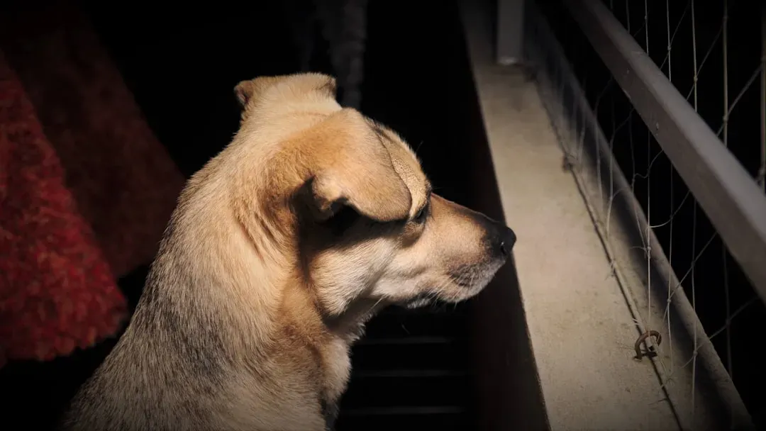 The Emotional Contagion Loop: When Owner Anxiety Fuels Dog Anxiety (Image Credits: Unsplash)