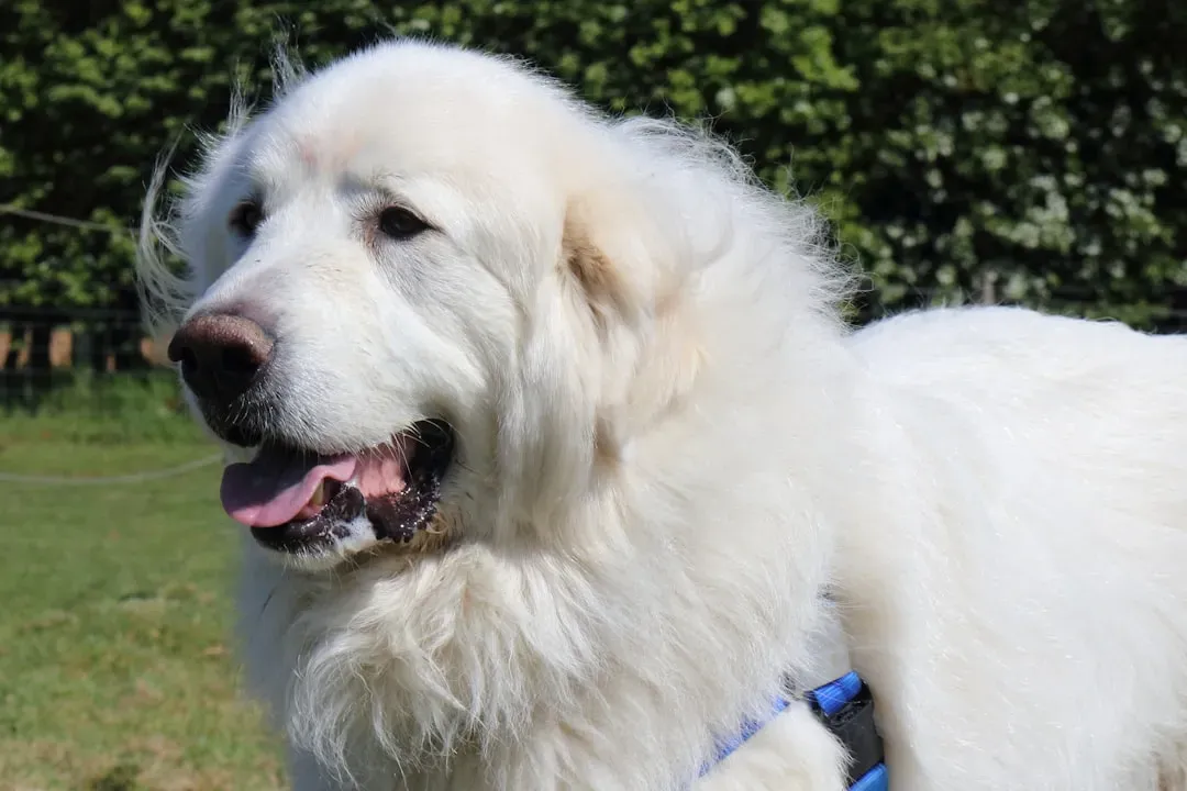 Why These Breeds Cost So Much – And Why People Still Choose Them (Image Credits: Unsplash)