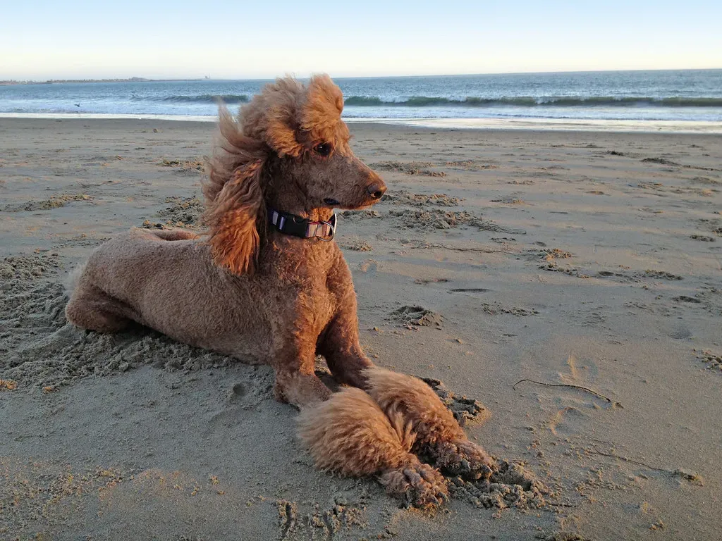 The Sphinx or Lion Pose (Living in Monrovia, Flickr, CC BY-SA 2.0)