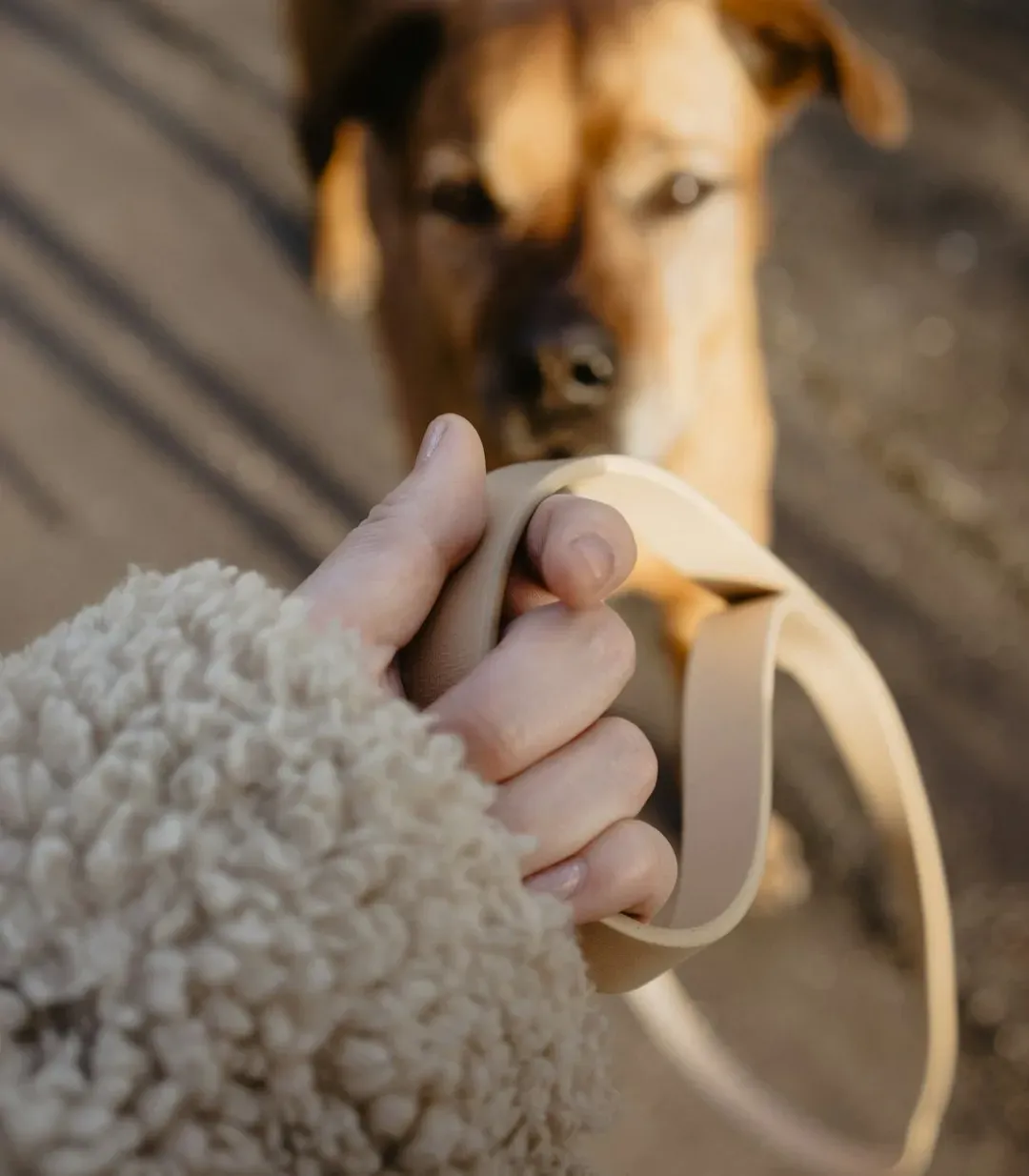 #1 - How the Dog Reacts to the Leash Before You Even Step Outside (Image Credits: Unsplash)