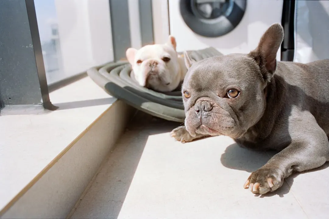 6. French Bulldog: The Charming Apartment Dog (Image Credits: Unsplash)