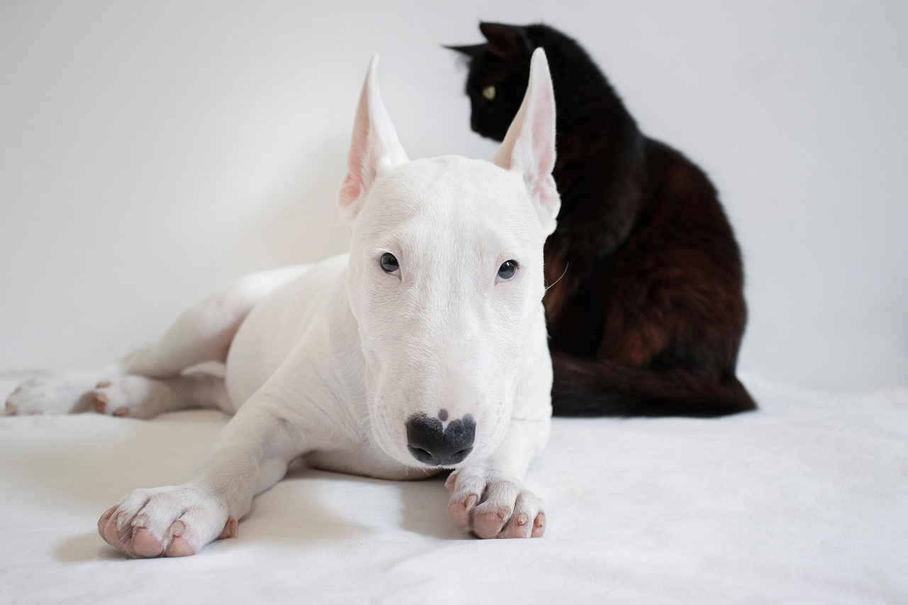 Virgo Dogs: The Perfect Students (Image Credits: Pixabay)