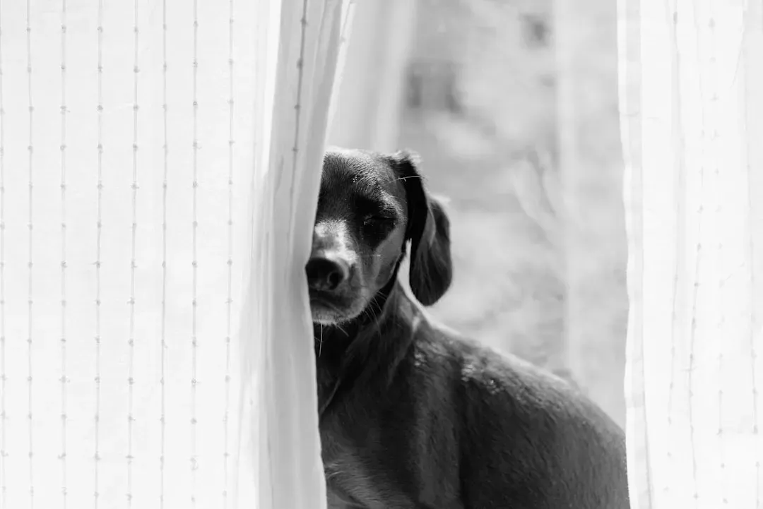 13. Attention-Seeking Behaviors Right Before You Leave (Image Credits: Unsplash)