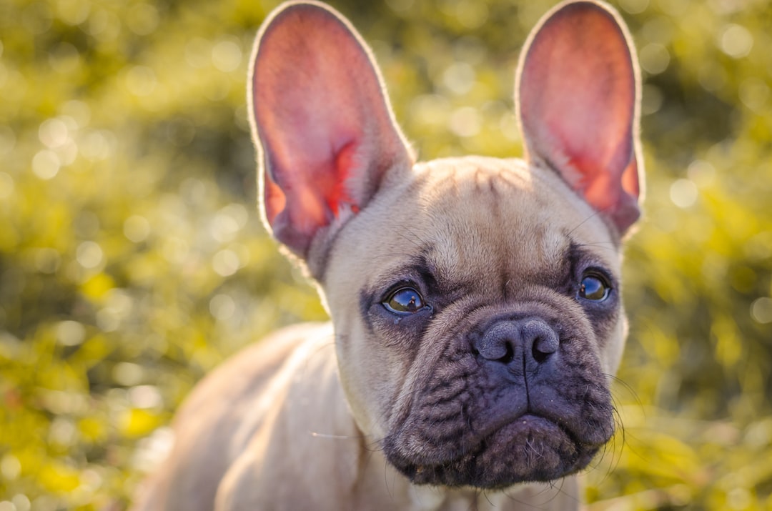 Ears Forward with Purpose (Image Credits: Unsplash)