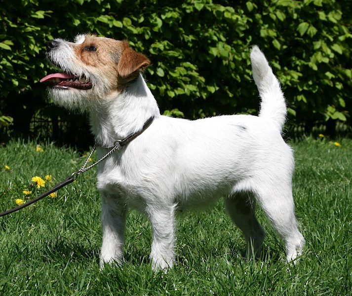 Jack Russell Terrier (Image Credits: Wikimedia)