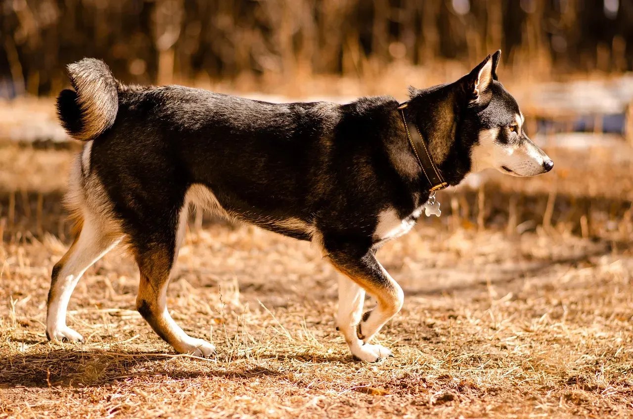 7. Shiba Inu – The Independent Free Spirit Who Hates Being Bossed Around (Image Credits: Pixabay)