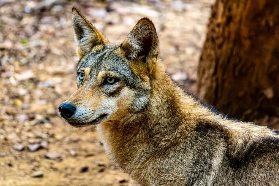 #12. Pisces (February 19 – March 20): The Red Wolf (Image Credits: Pexels)