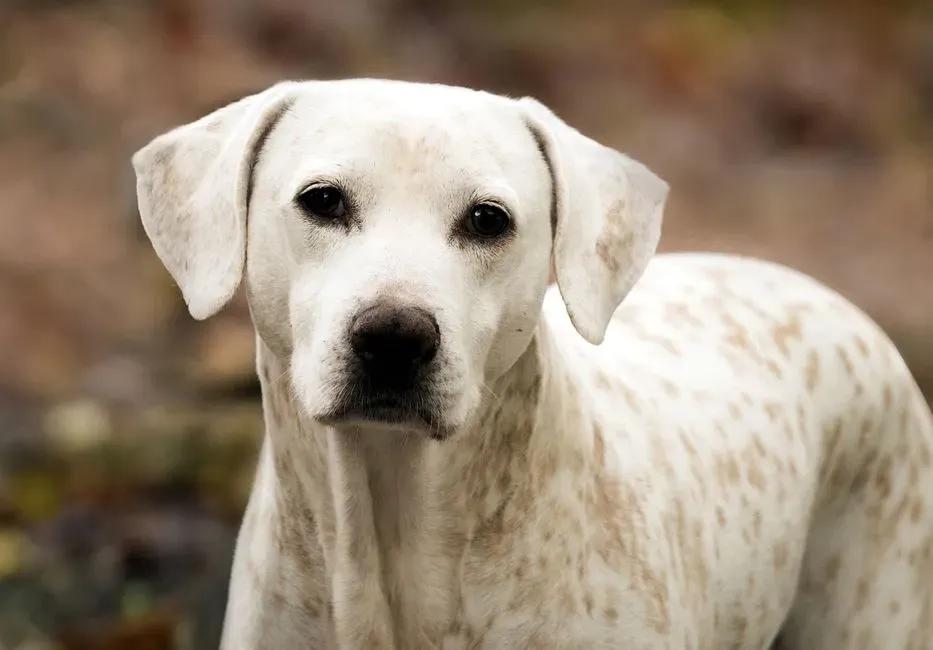 Why The “Most Labs” Question Is Trickier Than It Looks (Image Credits: Pexels)