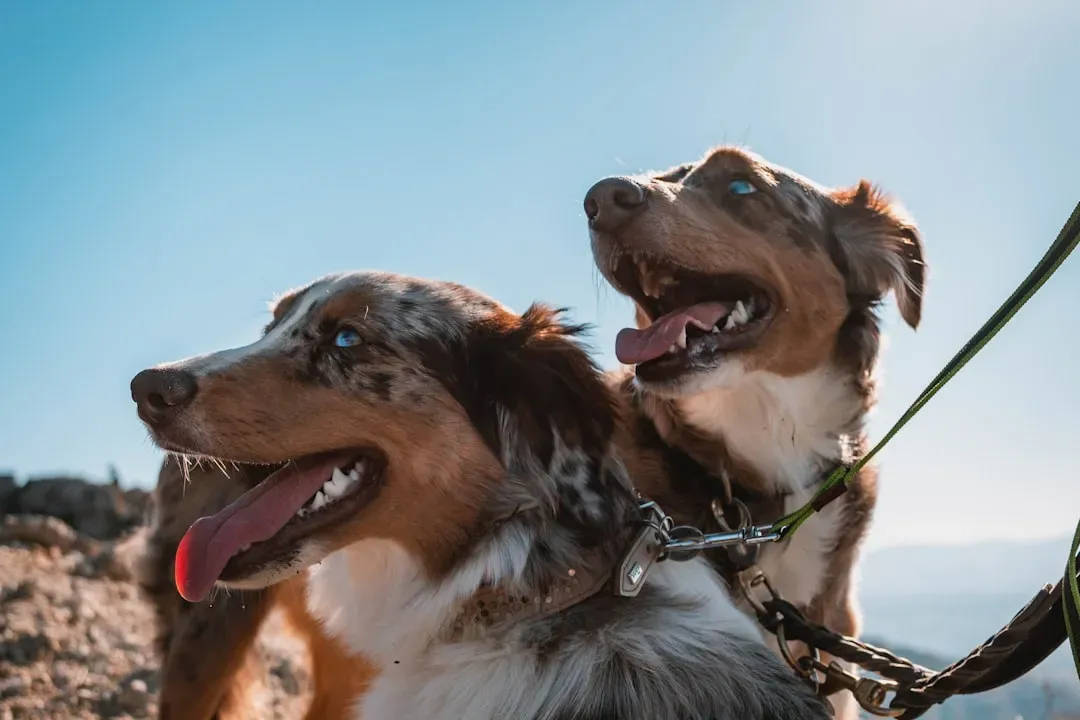 3. Australian Shepherd: The Outdoor Enthusiast's Dream (Image Credits: Unsplash)