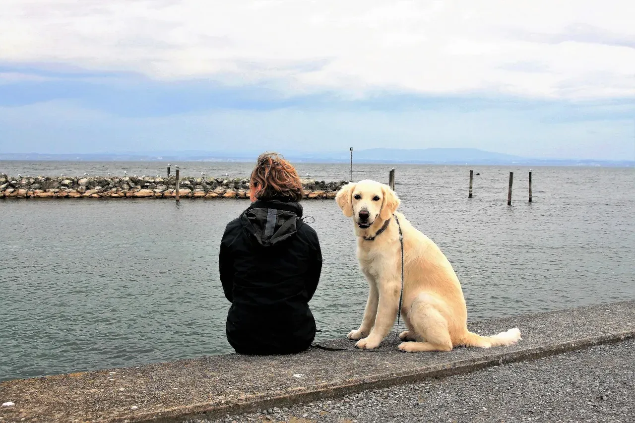 Leo: The Golden Retriever – Lonely Without an Audience (Image Credits: Pixabay)