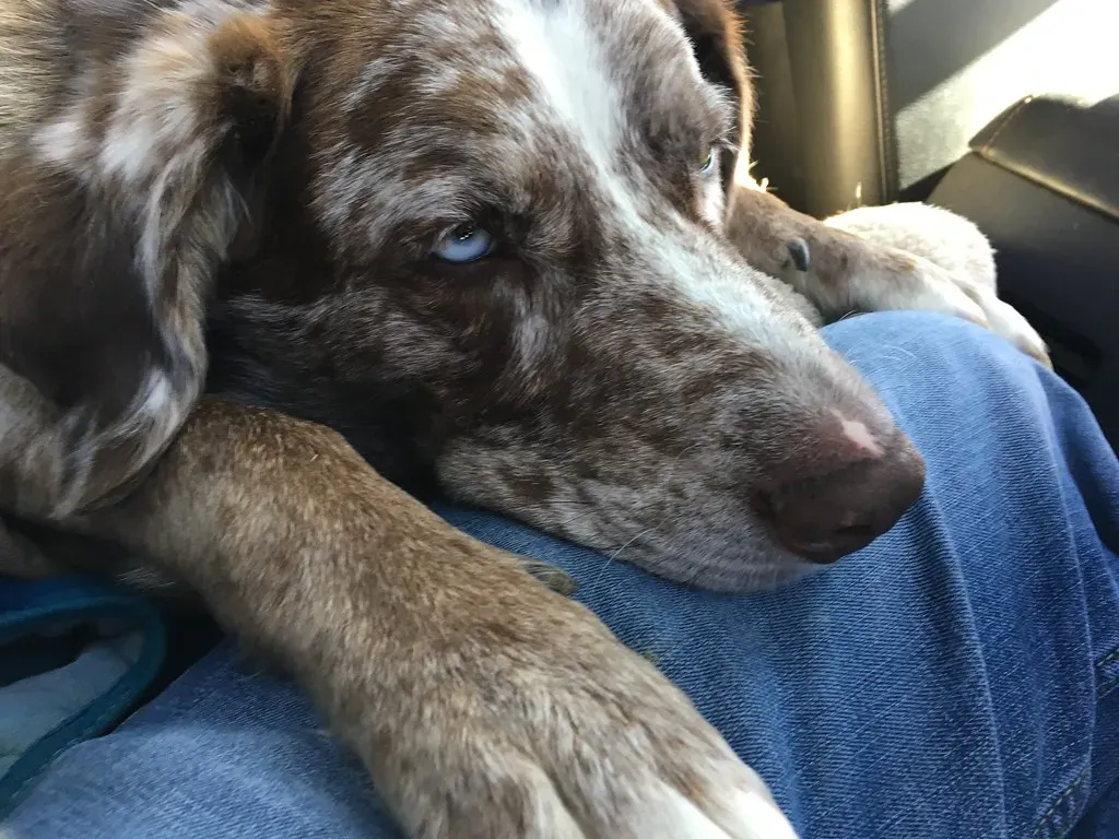 The Deep, Dramatic Sigh (Image Credits: Flickr)