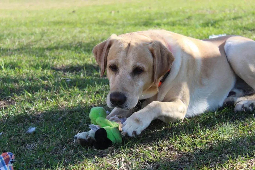 Labrador Retriever (Image Credits: Unsplash)