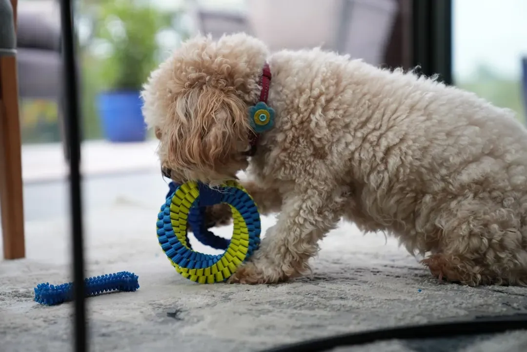 Set Up Rotation Toy Systems to Keep Novelty Alive (Image Credits: Unsplash)