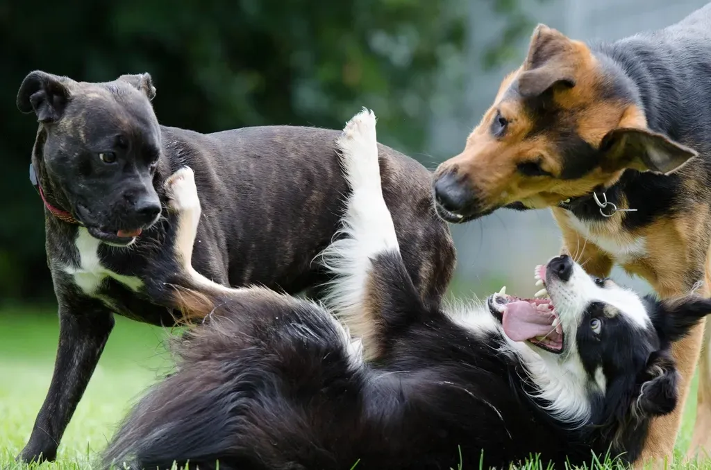 Why Play Between Dogs Can Look So Rough (Image Credits: Rawpixel)