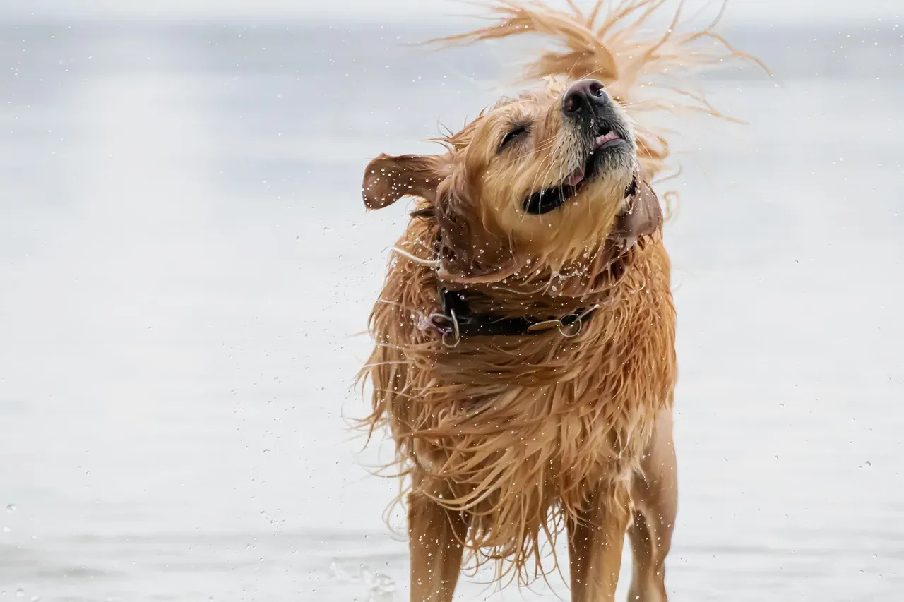 Golden Retriever: The Charming Schemer (Image Credits: Pixabay)