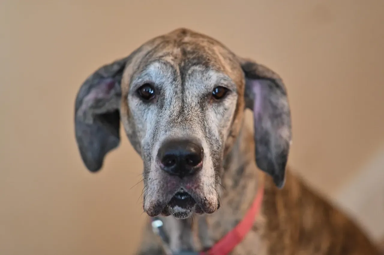 Losing Interest in Play and Activities They Loved (Image Credits: Pixabay)