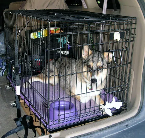 #5 - Dogs Need a Kid-Free Safe Zone, and It Has to Be Completely Off-Limits (Transferred from en.wikipedia to Commons by JohnnyMrNinja using CommonsHelper., CC BY-SA 3.0)