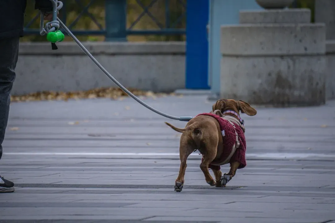 Why Dogs Crave Predictability More Than You Might Realize (Image Credits: Unsplash)