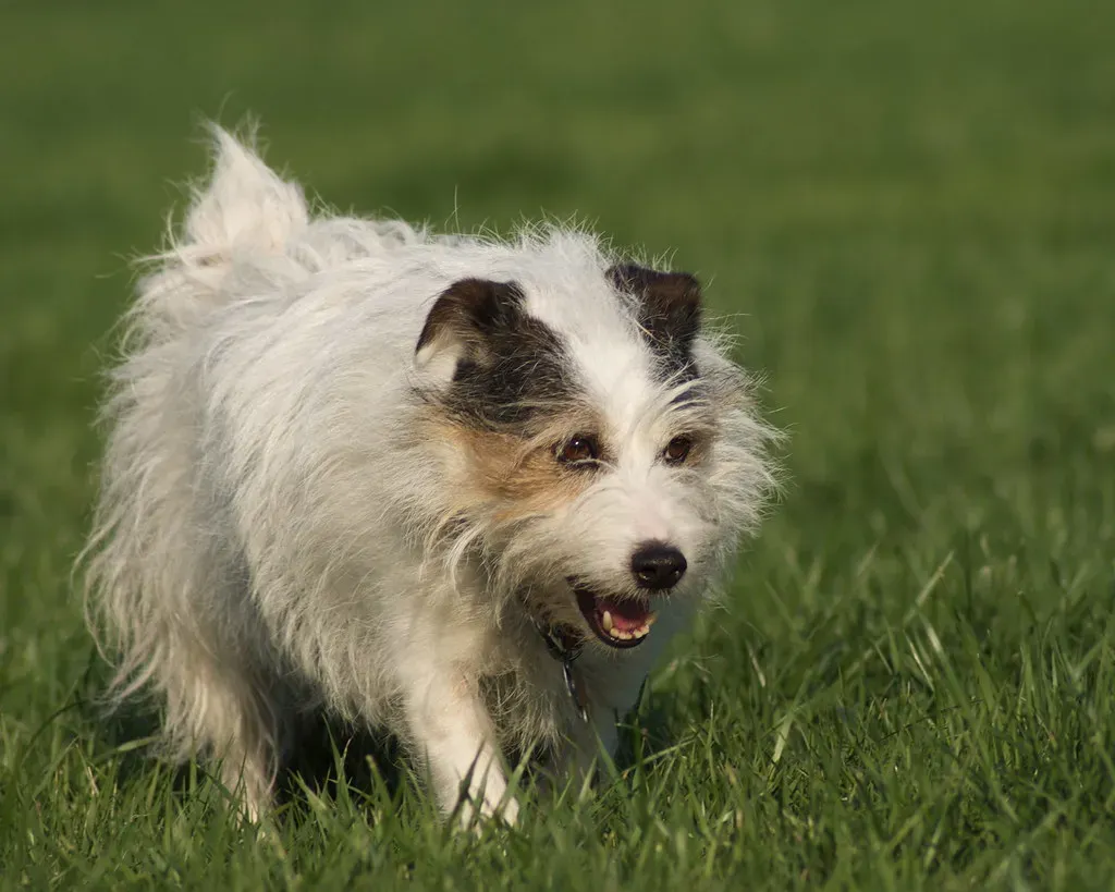 Jack Russell Terrier: The Tiny Athlete Who Didn’t Get the Memo About Aging (sally9258, Flickr, CC BY 2.0)