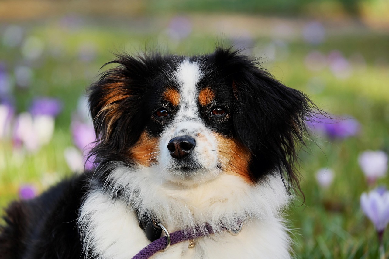 The Science Behind Canine Emotions (Image Credits: Pixabay)