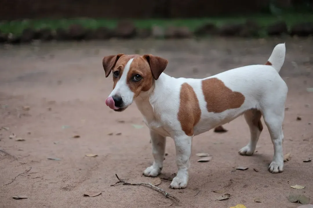 Jack Russell Terrier: The Pocket-Sized Explosion (Image Credits: Unsplash)
