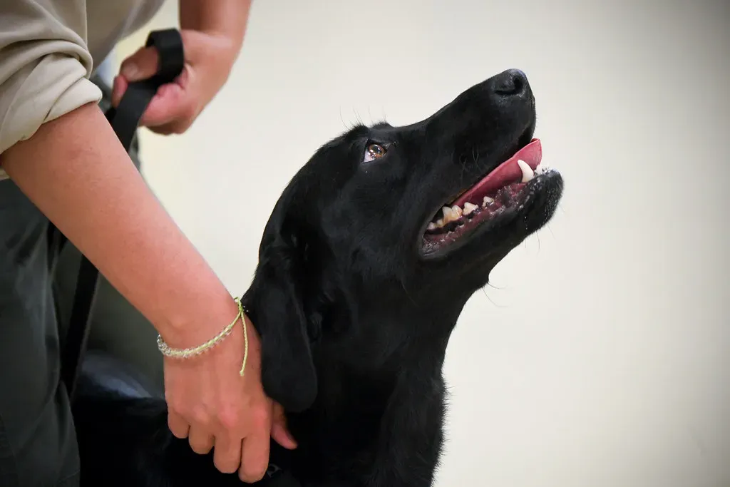 Positive Training Means No Boundaries (Image Credits: Flickr)