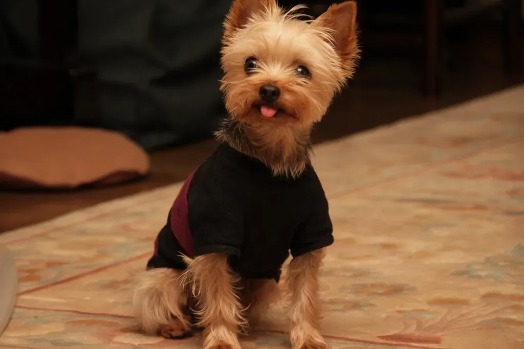 Yorkshire Terrier: The Pocket-Sized Shiverer (Image Credits: Flickr)