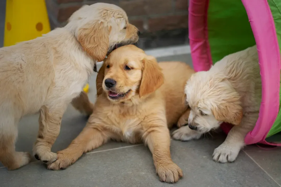 #10 - How They Greet People vs. How They Greet Dogs (Image Credits: Unsplash)