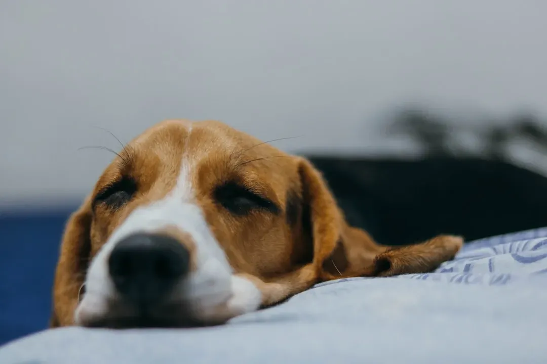 #8. Their Body Temperature Drops and Their Coat Changes (Image Credits: Unsplash)