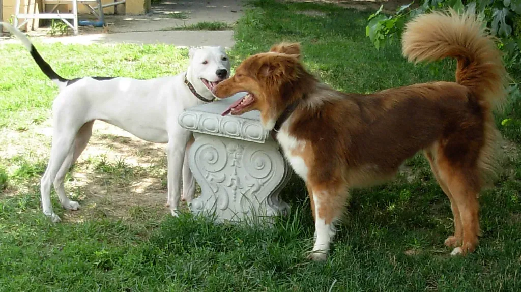 10. Their Nipping Has Become More Frequent (outlier dogs, Flickr, CC BY 2.0)