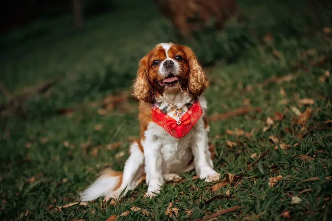 Cavalier King Charles Spaniel: The Gentle Lapdog Who Loves a Leisurely Pace (Image Credits: Unsplash)