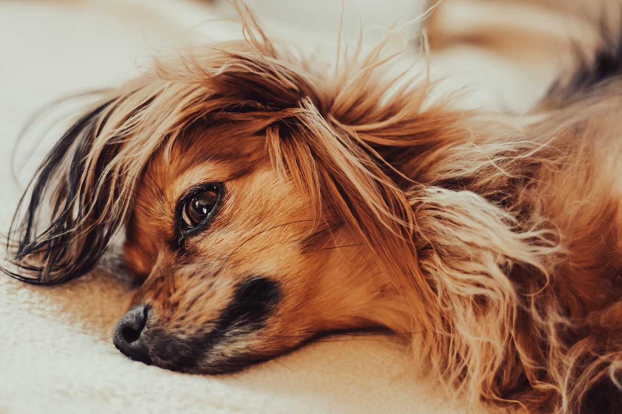 Tibetan Spaniel: The Ancient Survivor (Image Credits: Pixabay)