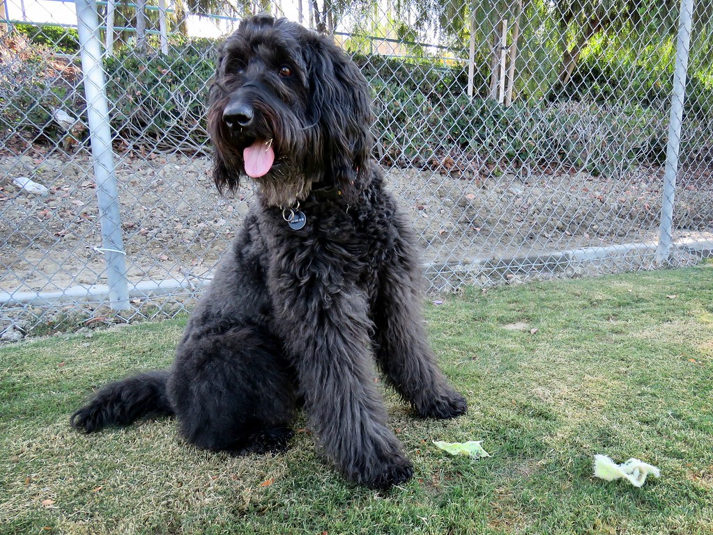 Signs to Watch: Behavioral Cues (Image Credits: Flickr)