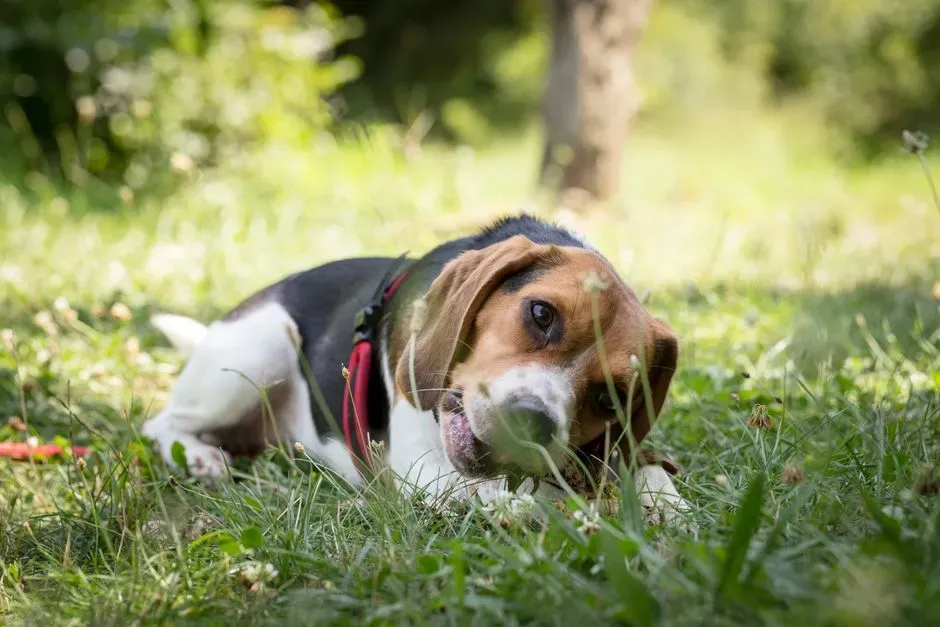 #7 - They Bond With the Pets They're "Supposed" to Chase (Image Credits: Pexels)