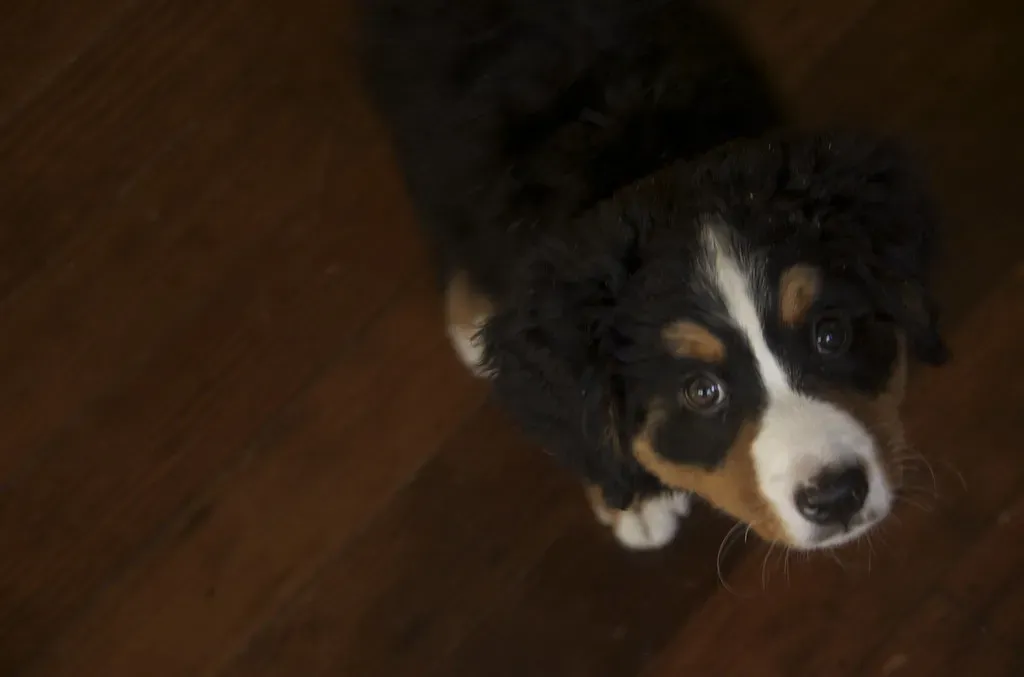 7. Letting the New Pet Roam the Whole House Immediately (dburka, Flickr, CC BY-SA 2.0)