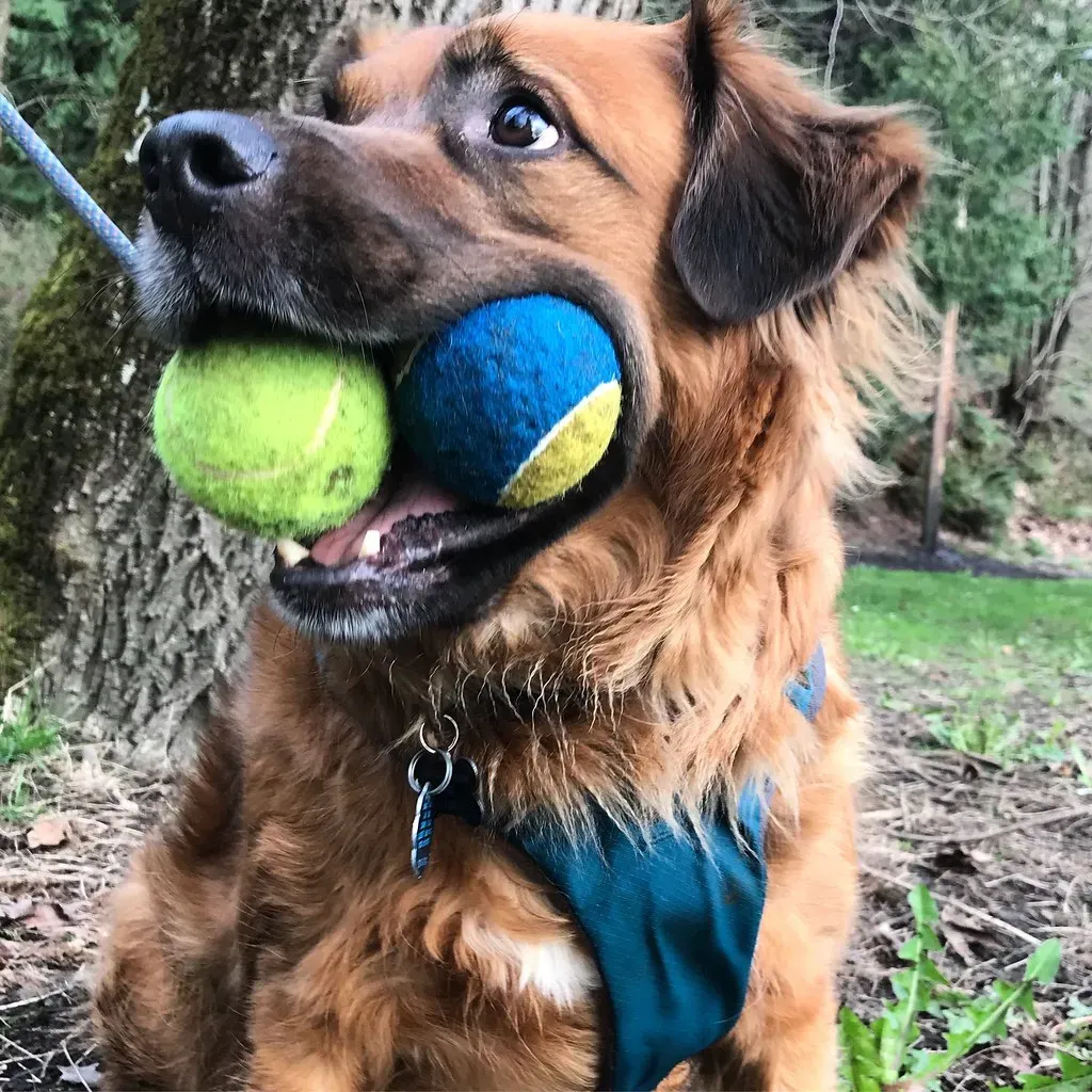 The Tennis Ball in a Sock Tug Toy (Image Credits: Flickr)