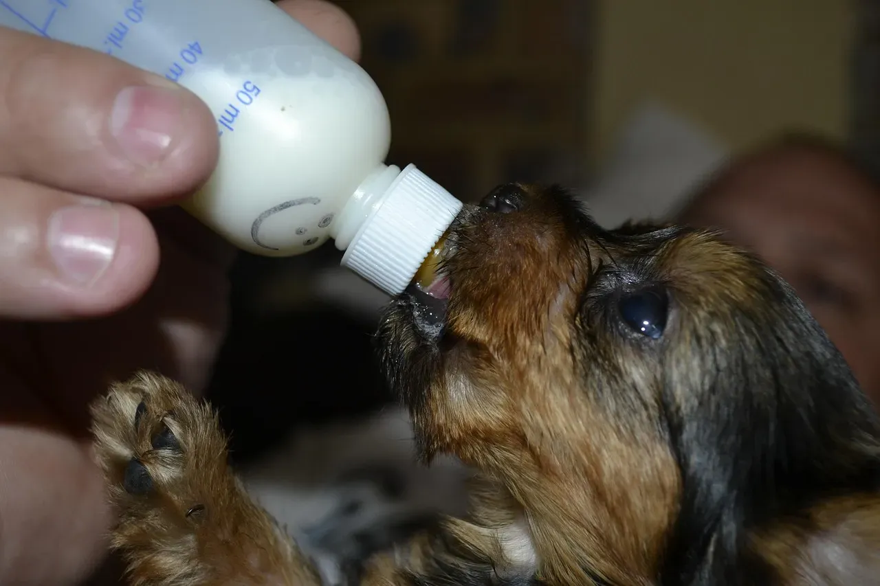 Mixing Formula Incorrectly or Overfeeding Bottle-Fed Puppies (Image Credits: Pixabay)