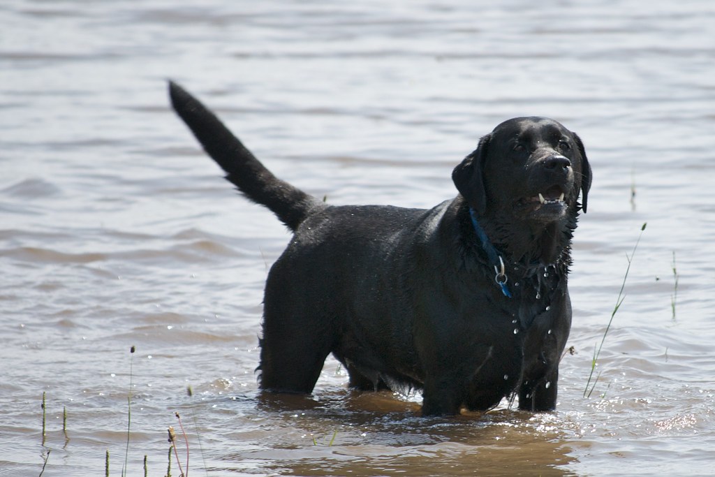 Their Natural Swimming Abilities Make Them Ocean-Ready (Image Credits: Flickr)