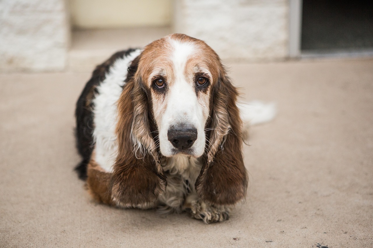 Taurus and Basset Hounds: The Art of Comfortable Living (Image Credits: Pixabay)