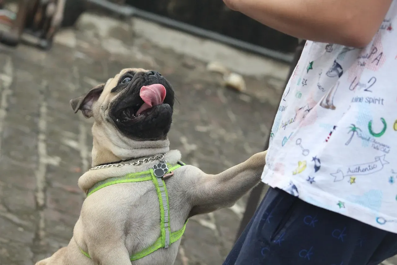 11. Jumping on People Isn't Just Bad Manners (Image Credits: Pixabay)
