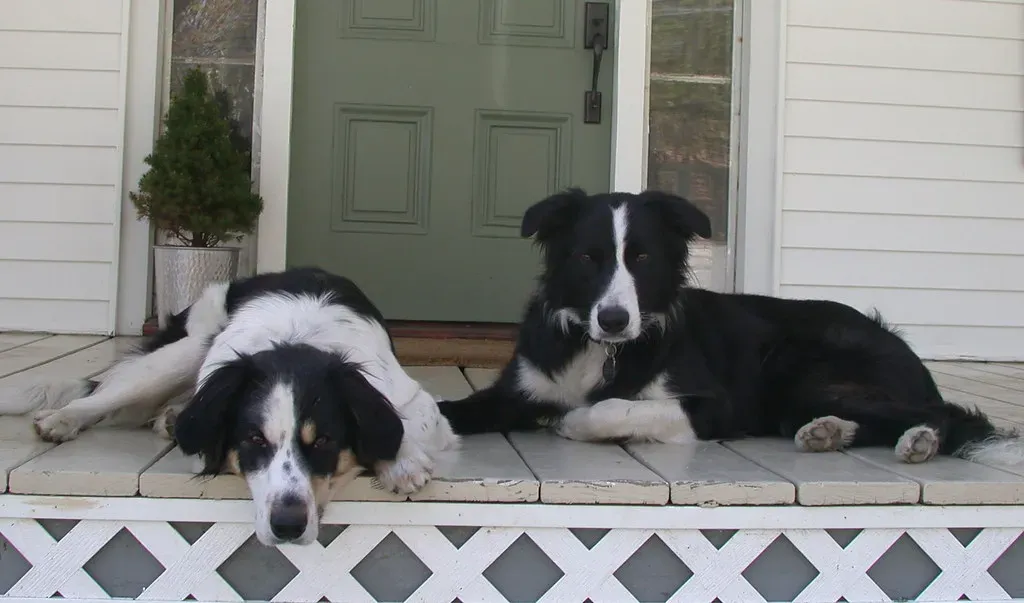 9. Border Collie: Brilliant but Intense Around Small Kids (leewrightonflickr, Flickr, CC BY-SA 2.0)